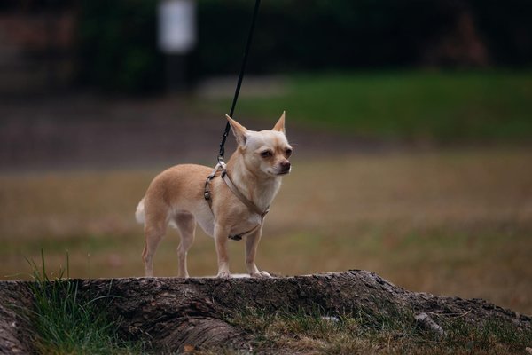 Quels controverses entourent l'expérimentation animale aujourd'hui?