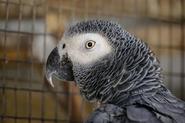 Quelles sont les dernières innovations technologiques pour suivre la faune ?