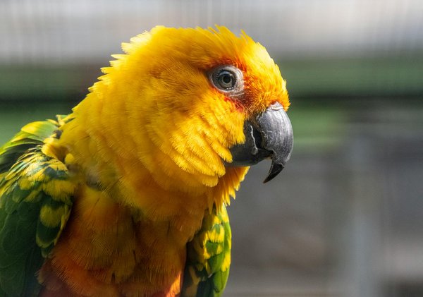 Arbitrer entre croquettes et pâtée pour chien : quel choix faire ?