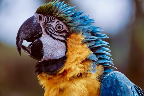 Quelles nouvelles espèces ont été découvertes récemment?